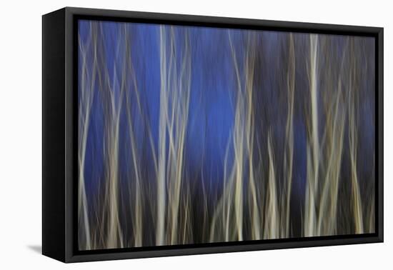 Mystic Forest 1287-Rica Belna-Framed Premier Image Canvas