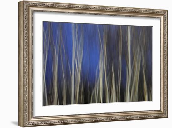 Mystic Forest 1287-Rica Belna-Framed Giclee Print