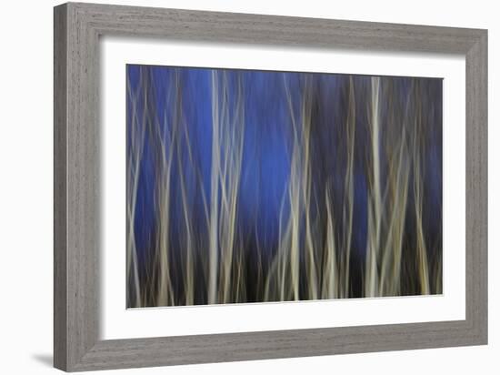 Mystic Forest 1287-Rica Belna-Framed Giclee Print