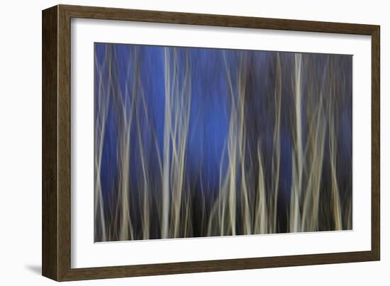 Mystic Forest 1287-Rica Belna-Framed Giclee Print