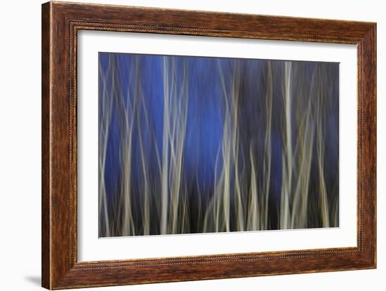 Mystic Forest 1287-Rica Belna-Framed Giclee Print