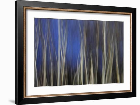 Mystic Forest 1287-Rica Belna-Framed Giclee Print