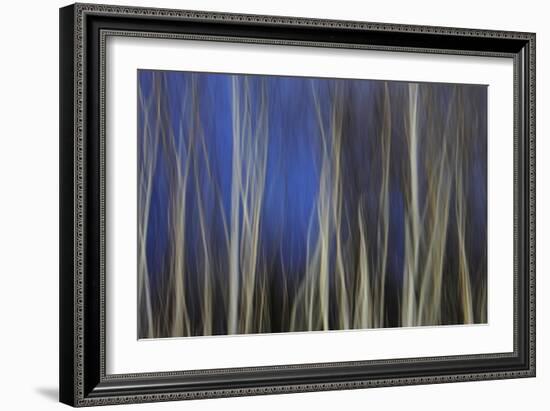 Mystic Forest 1287-Rica Belna-Framed Giclee Print