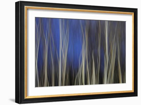 Mystic Forest 1287-Rica Belna-Framed Giclee Print