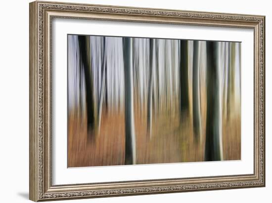 Mystic Forest 1295-Rica Belna-Framed Giclee Print