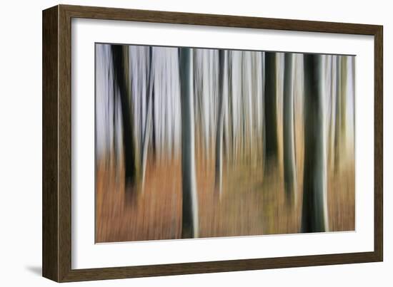 Mystic Forest 1295-Rica Belna-Framed Giclee Print