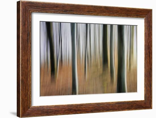 Mystic Forest 1295-Rica Belna-Framed Giclee Print