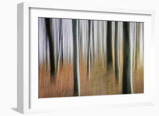 Mystic Forest 1295-Rica Belna-Framed Giclee Print