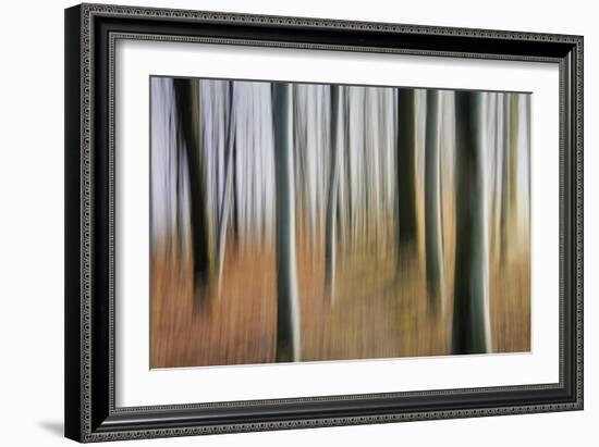 Mystic Forest 1295-Rica Belna-Framed Giclee Print