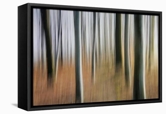 Mystic Forest 1295-Rica Belna-Framed Premier Image Canvas