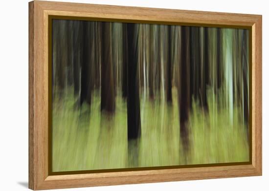 Mystic Forest 741-Rica Belna-Framed Premier Image Canvas