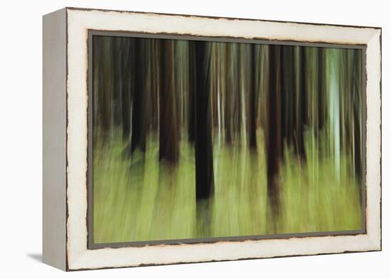 Mystic Forest 741-Rica Belna-Framed Premier Image Canvas