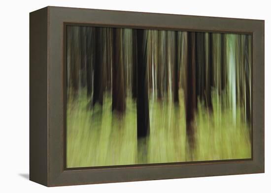 Mystic Forest 741-Rica Belna-Framed Premier Image Canvas