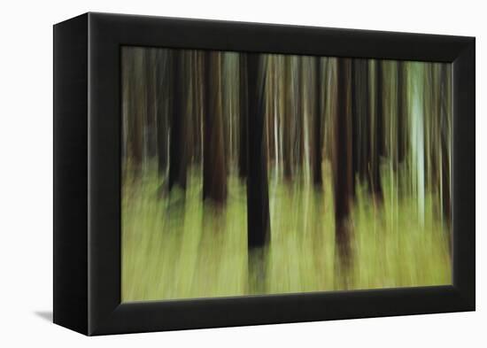 Mystic Forest 741-Rica Belna-Framed Premier Image Canvas