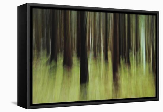 Mystic Forest 741-Rica Belna-Framed Premier Image Canvas