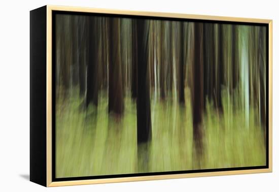 Mystic Forest 741-Rica Belna-Framed Premier Image Canvas