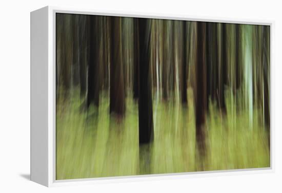 Mystic Forest 741-Rica Belna-Framed Premier Image Canvas