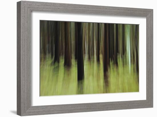 Mystic Forest 741-Rica Belna-Framed Giclee Print