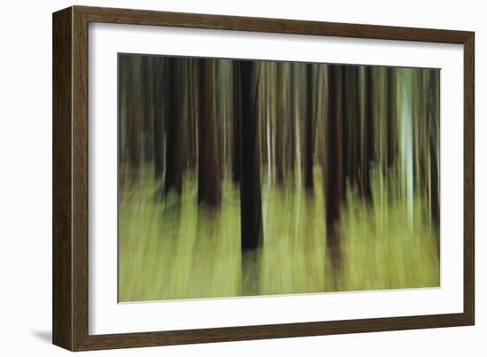 Mystic Forest 741-Rica Belna-Framed Giclee Print