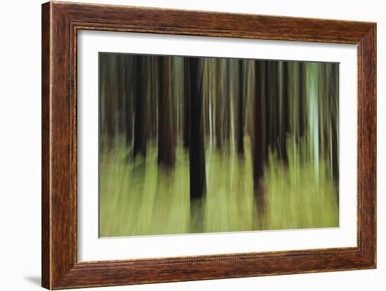 Mystic Forest 741-Rica Belna-Framed Giclee Print