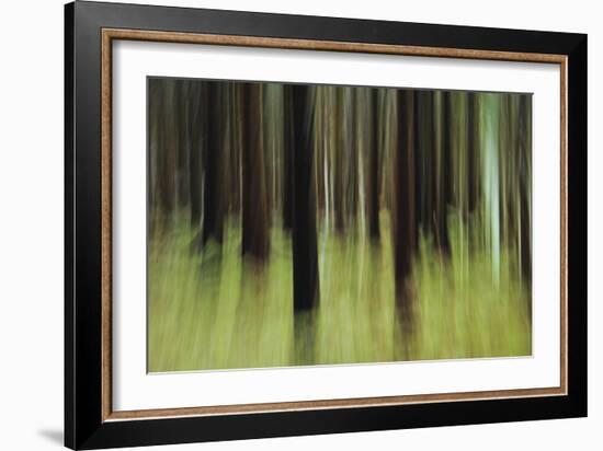 Mystic Forest 741-Rica Belna-Framed Giclee Print