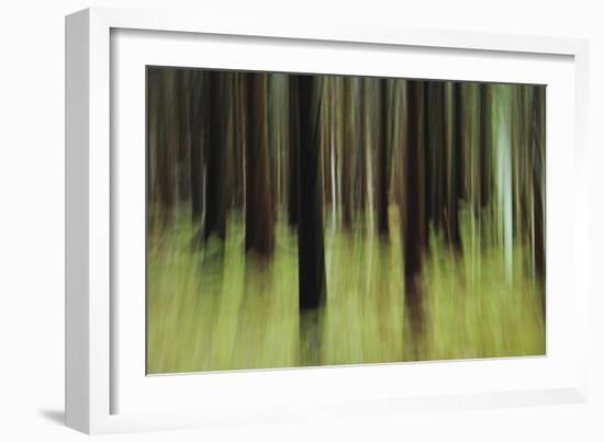 Mystic Forest 741-Rica Belna-Framed Giclee Print