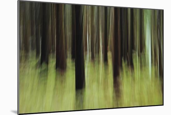 Mystic Forest 741-Rica Belna-Mounted Giclee Print