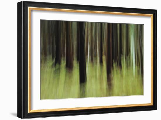 Mystic Forest 741-Rica Belna-Framed Giclee Print