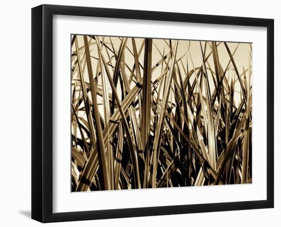 Mystic Forest 7963-Rica Belna-Framed Giclee Print