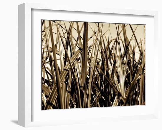 Mystic Forest 7963-Rica Belna-Framed Giclee Print