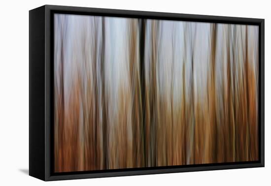 Mystic Forest 839-Rica Belna-Framed Premier Image Canvas