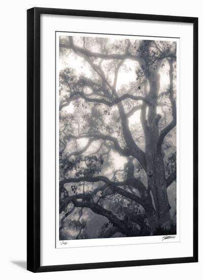 Mystic Oak-Donald Satterlee-Framed Giclee Print