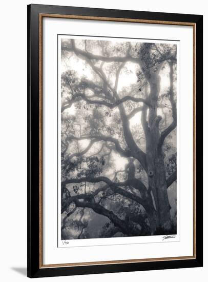 Mystic Oak-Donald Satterlee-Framed Giclee Print