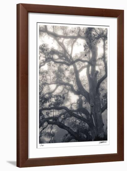 Mystic Oak-Donald Satterlee-Framed Giclee Print