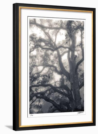 Mystic Oak-Donald Satterlee-Framed Giclee Print
