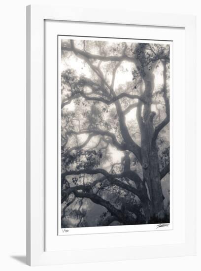 Mystic Oak-Donald Satterlee-Framed Giclee Print