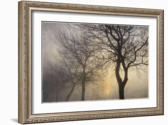 Mystic Trees with Owl-Cora Niele-Framed Photographic Print