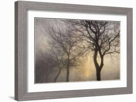 Mystic Trees with Owl-Cora Niele-Framed Photographic Print