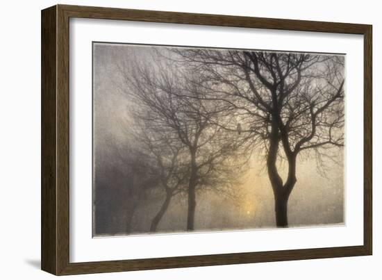 Mystic Trees with Owl-Cora Niele-Framed Photographic Print