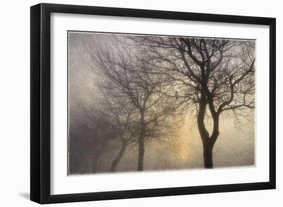 Mystic Trees with Owl-Cora Niele-Framed Photographic Print