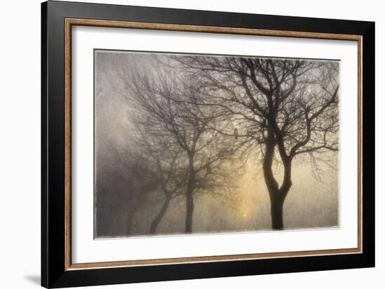 Mystic Trees with Owl-Cora Niele-Framed Photographic Print