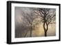 Mystic Trees with Owl-Cora Niele-Framed Photographic Print