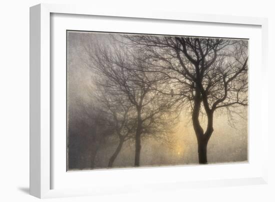 Mystic Trees with Owl-Cora Niele-Framed Photographic Print