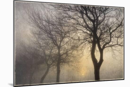 Mystic Trees with Owl-Cora Niele-Mounted Photographic Print
