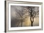 Mystic Trees with Owl-Cora Niele-Framed Photographic Print