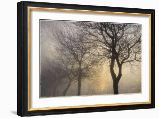 Mystic Trees with Owl-Cora Niele-Framed Photographic Print