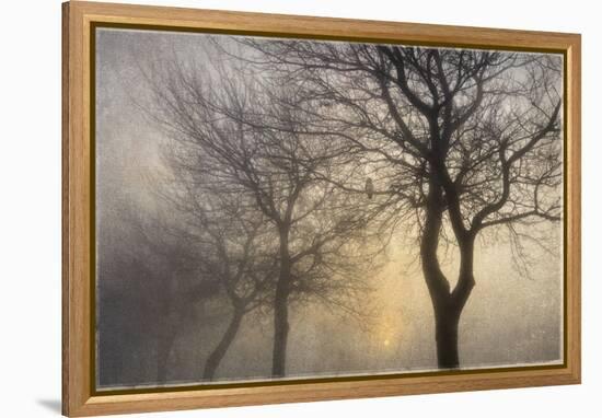 Mystic Trees with Owl-Cora Niele-Framed Premier Image Canvas