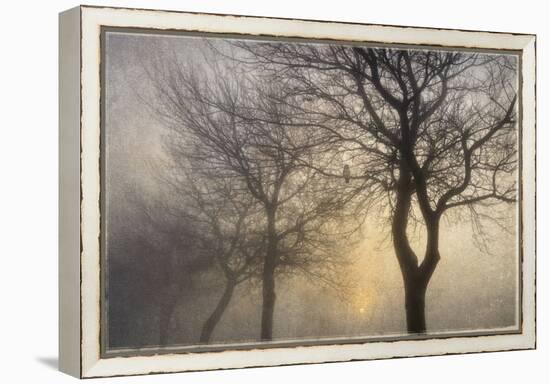 Mystic Trees with Owl-Cora Niele-Framed Premier Image Canvas