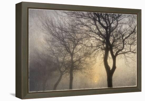 Mystic Trees with Owl-Cora Niele-Framed Premier Image Canvas