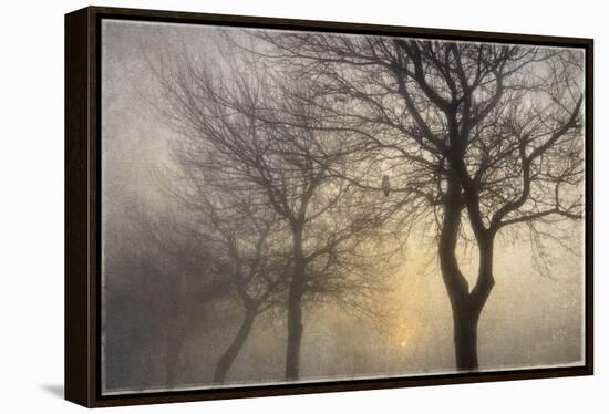Mystic Trees with Owl-Cora Niele-Framed Premier Image Canvas